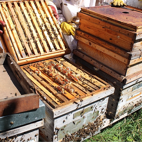 miel ecológica panal